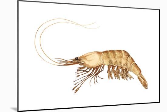 Pink-Grooved Shrimp (Peneus Duorarum), Crustaceans-Encyclopaedia Britannica-Mounted Poster