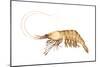 Pink-Grooved Shrimp (Peneus Duorarum), Crustaceans-Encyclopaedia Britannica-Mounted Poster