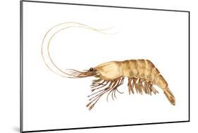 Pink-Grooved Shrimp (Peneus Duorarum), Crustaceans-Encyclopaedia Britannica-Mounted Poster