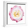 Pink Harmony I-James Guilliam-Framed Giclee Print