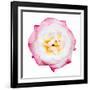 Pink Harmony I-James Guilliam-Framed Giclee Print