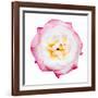 Pink Harmony I-James Guilliam-Framed Giclee Print