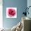 Pink Harmony II-James Guilliam-Giclee Print displayed on a wall