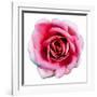 Pink Harmony II-James Guilliam-Framed Giclee Print