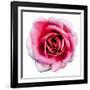 Pink Harmony II-James Guilliam-Framed Giclee Print