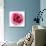 Pink Harmony II-James Guilliam-Mounted Giclee Print displayed on a wall