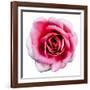 Pink Harmony II-James Guilliam-Framed Giclee Print