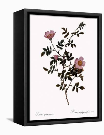 Pink Hedge Rose-Pierre Joseph Redoute-Framed Stretched Canvas