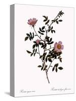 Pink Hedge Rose-Pierre Joseph Redoute-Stretched Canvas