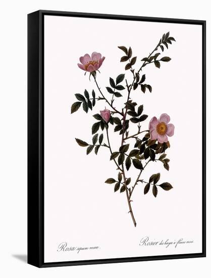 Pink Hedge Rose-Pierre Joseph Redoute-Framed Stretched Canvas