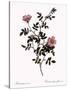 Pink Hedge Rose-Pierre Joseph Redoute-Stretched Canvas