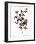 Pink Hedge Rose-Pierre Joseph Redoute-Framed Giclee Print