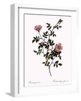 Pink Hedge Rose-Pierre Joseph Redoute-Framed Giclee Print