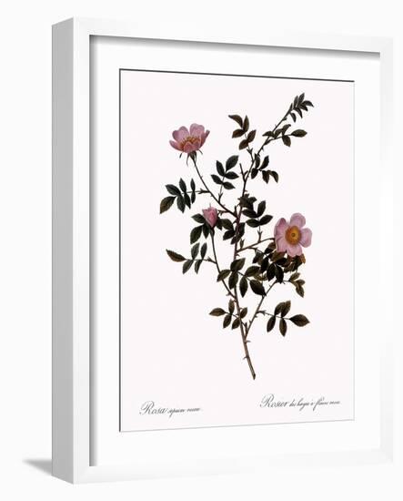 Pink Hedge Rose-Pierre Joseph Redoute-Framed Giclee Print