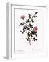 Pink Hedge Rose-Pierre Joseph Redoute-Framed Giclee Print