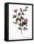 Pink Hedge Rose-Pierre Joseph Redoute-Framed Stretched Canvas
