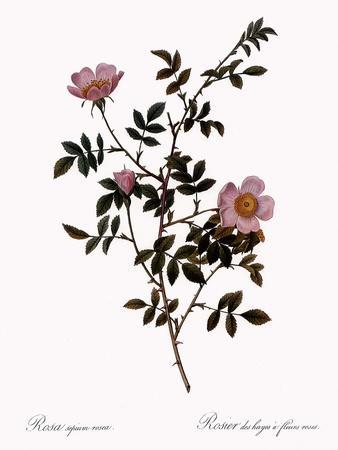 https://imgc.allpostersimages.com/img/posters/pink-hedge-rose_u-L-Q1I5JM90.jpg?artPerspective=n