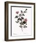 Pink Hedge Rose-Pierre Joseph Redoute-Framed Giclee Print