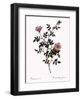 Pink Hedge Rose-Pierre Joseph Redoute-Framed Giclee Print