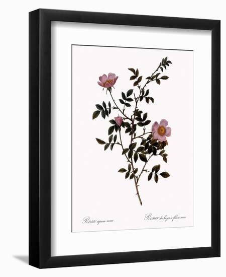 Pink Hedge Rose-Pierre Joseph Redoute-Framed Giclee Print