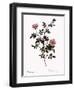 Pink Hedge Rose-Pierre Joseph Redoute-Framed Giclee Print