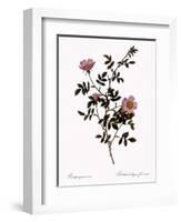 Pink Hedge Rose-Pierre Joseph Redoute-Framed Giclee Print