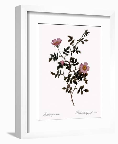 Pink Hedge Rose-Pierre Joseph Redoute-Framed Giclee Print