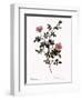 Pink Hedge Rose-Pierre Joseph Redoute-Framed Giclee Print