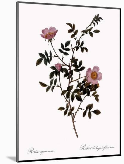 Pink Hedge Rose-Pierre Joseph Redoute-Mounted Giclee Print