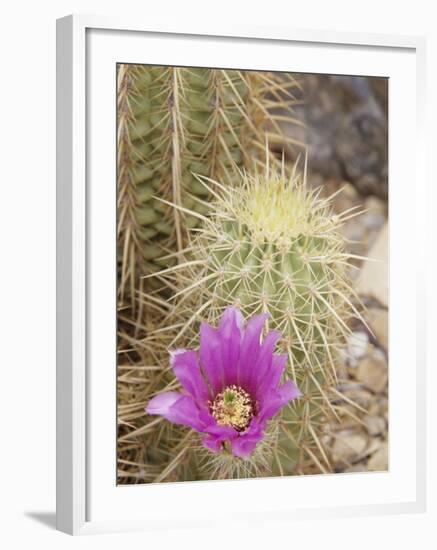 Pink Hedgehog Cactus Blossom, Arizona-Sonora Desert Museum, Tucson, Arizona, USA-Merrill Images-Framed Photographic Print