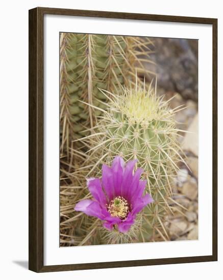 Pink Hedgehog Cactus Blossom, Arizona-Sonora Desert Museum, Tucson, Arizona, USA-Merrill Images-Framed Photographic Print