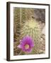 Pink Hedgehog Cactus Blossom, Arizona-Sonora Desert Museum, Tucson, Arizona, USA-Merrill Images-Framed Photographic Print