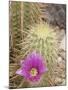 Pink Hedgehog Cactus Blossom, Arizona-Sonora Desert Museum, Tucson, Arizona, USA-Merrill Images-Mounted Photographic Print