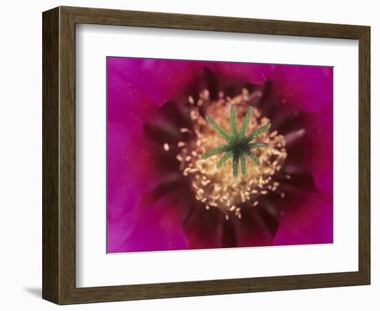 Pink Hedgehog Cactus Blossom, Arizona-Sonora Desert Museum, Tucson, Arizona, USA-Merrill Images-Framed Photographic Print