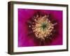 Pink Hedgehog Cactus Blossom, Arizona-Sonora Desert Museum, Tucson, Arizona, USA-Merrill Images-Framed Photographic Print