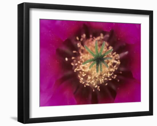 Pink Hedgehog Cactus Blossom, Arizona-Sonora Desert Museum, Tucson, Arizona, USA-Merrill Images-Framed Photographic Print