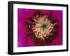 Pink Hedgehog Cactus Blossom, Arizona-Sonora Desert Museum, Tucson, Arizona, USA-Merrill Images-Framed Photographic Print