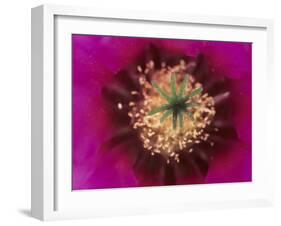 Pink Hedgehog Cactus Blossom, Arizona-Sonora Desert Museum, Tucson, Arizona, USA-Merrill Images-Framed Photographic Print