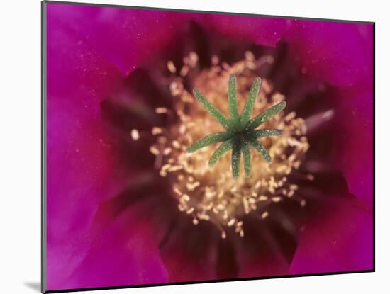 Pink Hedgehog Cactus Blossom, Arizona-Sonora Desert Museum, Tucson, Arizona, USA-Merrill Images-Mounted Photographic Print