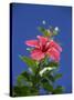 Pink Hibiscus Flower, Bermuda, Central America-Robert Harding-Stretched Canvas