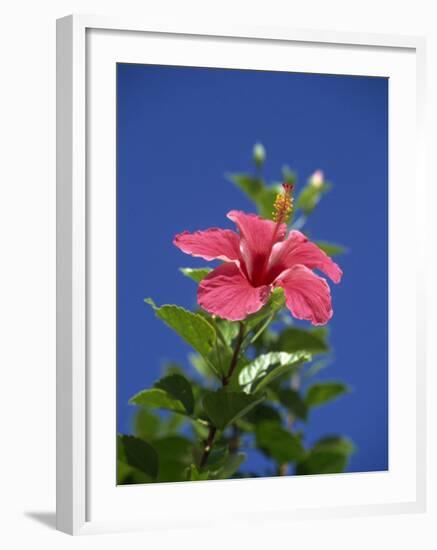 Pink Hibiscus Flower, Bermuda, Central America-Robert Harding-Framed Photographic Print