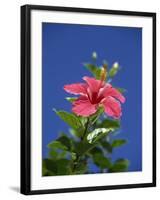 Pink Hibiscus Flower, Bermuda, Central America-Robert Harding-Framed Photographic Print