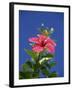 Pink Hibiscus Flower, Bermuda, Central America-Robert Harding-Framed Photographic Print