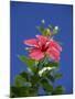 Pink Hibiscus Flower, Bermuda, Central America-Robert Harding-Mounted Photographic Print
