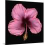 Pink Hibiscus Flower Isolated on Black Background-Christian Slanec-Mounted Photographic Print