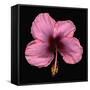 Pink Hibiscus Flower Isolated on Black Background-Christian Slanec-Framed Stretched Canvas