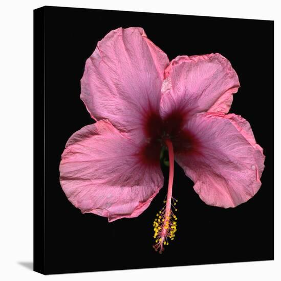 Pink Hibiscus Flower Isolated on Black Background-Christian Slanec-Stretched Canvas