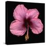 Pink Hibiscus Flower Isolated on Black Background-Christian Slanec-Stretched Canvas