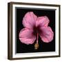 Pink Hibiscus Flower Isolated on Black Background-Christian Slanec-Framed Photographic Print