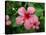 Pink Hibiscus Flower-Lisa S. Engelbrecht-Stretched Canvas